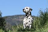 DALMATIEN 031